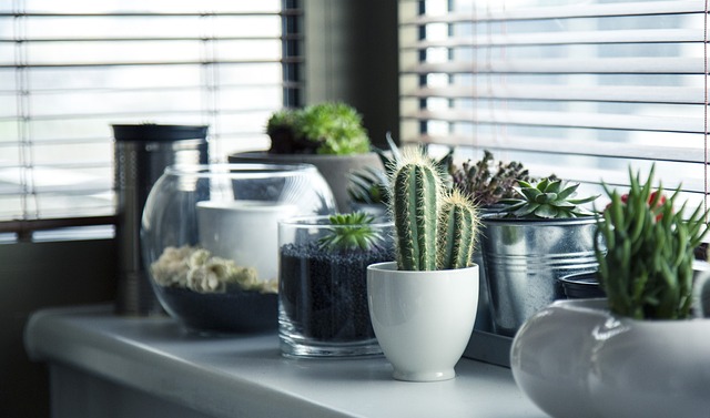Indoor Plants Suppliers in Mumbai
