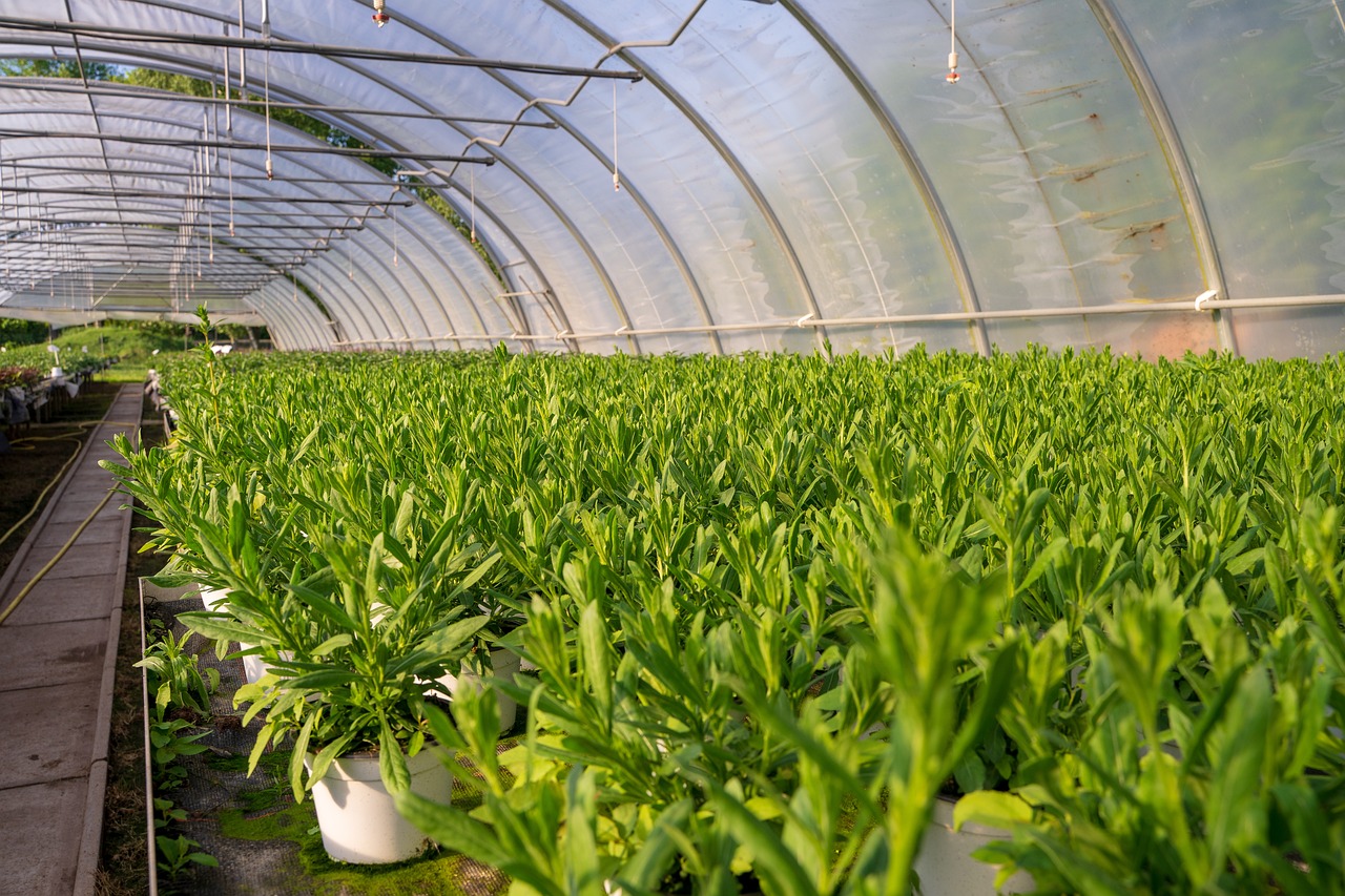 Plant Nursery in Navi Mumbai